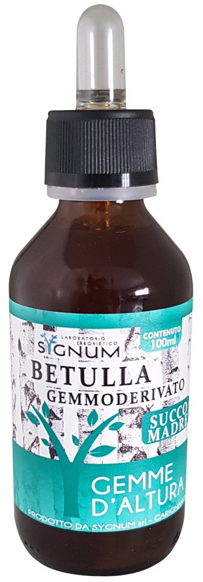 BETULLA GEMME SUCCO MADRE