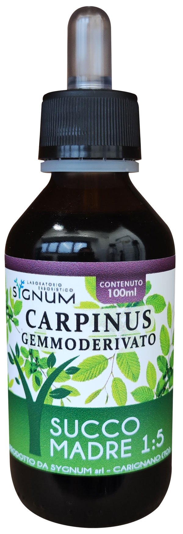 CARPINUS GEMME