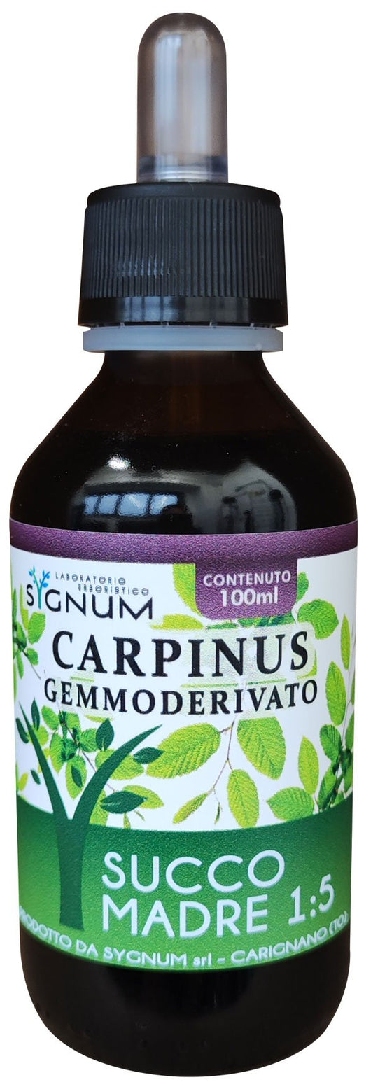CARPINUS GEMME