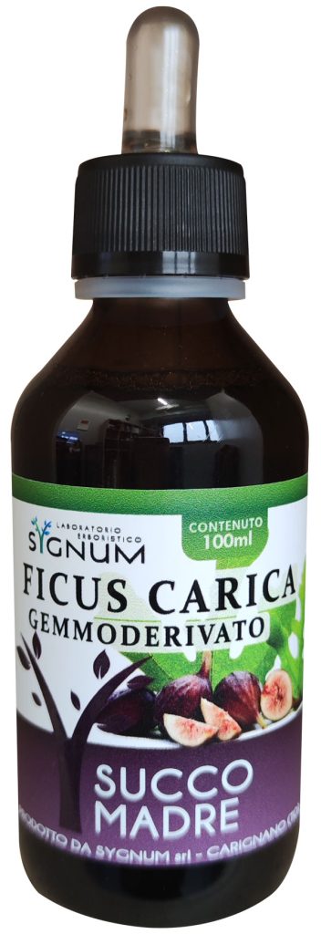 FICUS CARICA GEMME